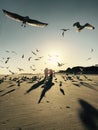 Birds flying on the shores of Tybee Island - GEORGIA - USA Royalty Free Stock Photo